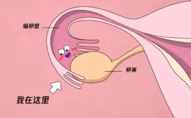 土方法24小时内避孕