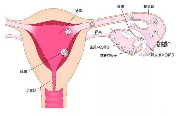 土方法测怀孕